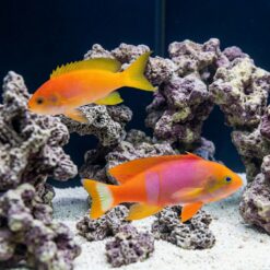 Pictilis Anthias