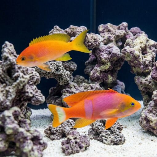 Pictilis Anthias