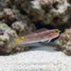 Pictus Blenny