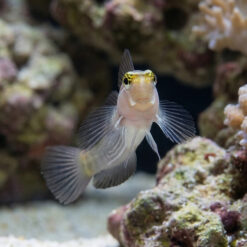 Alternative view of Pictus Blenny