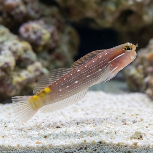 Pictus Blenny - Image 3