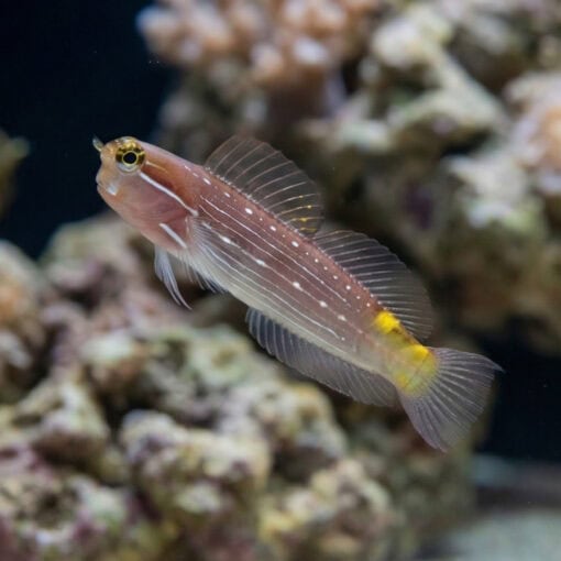 Pictus Blenny - Image 4
