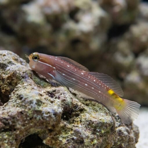 Pictus Blenny - Image 5