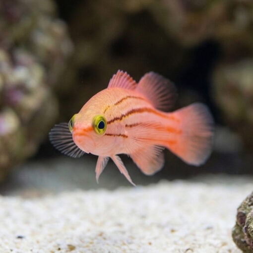 Japanese Basslet - Image 2