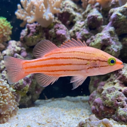 Japanese Basslet - Image 3