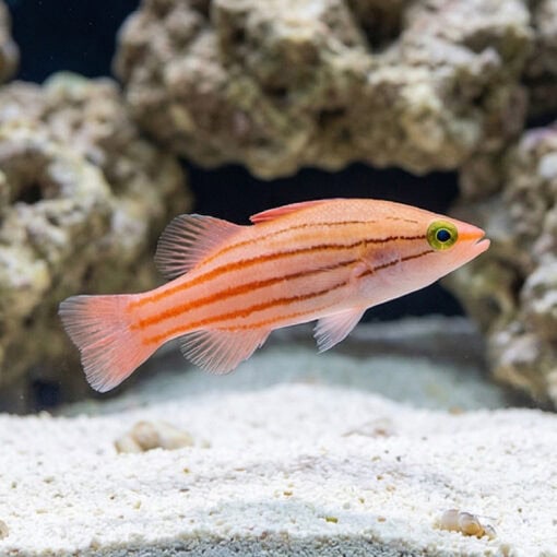 Japanese Basslet - Image 5