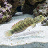 Pink and Blue Shrimpgoby