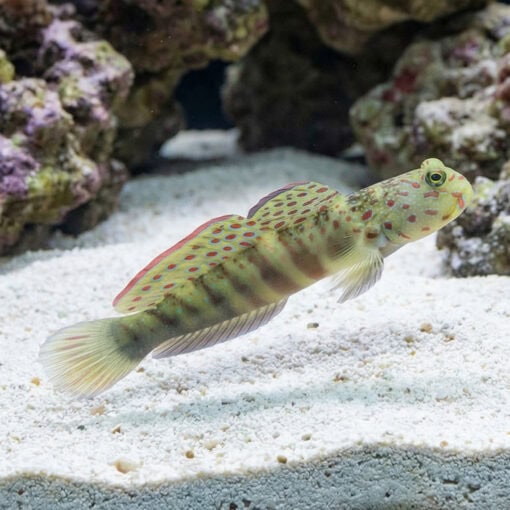 Pink and Blue Shrimpgoby