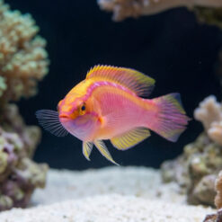 Alternative view of Rose Band Fairy Wrasse