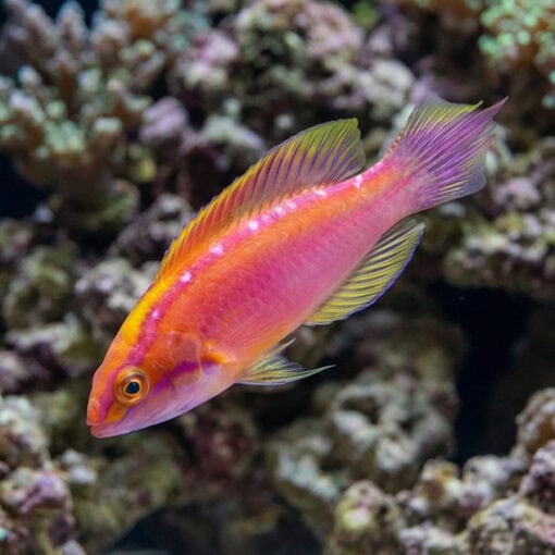Rose Band Fairy Wrasse - Image 3