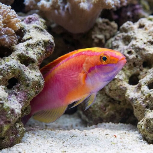Rose Band Fairy Wrasse - Image 4