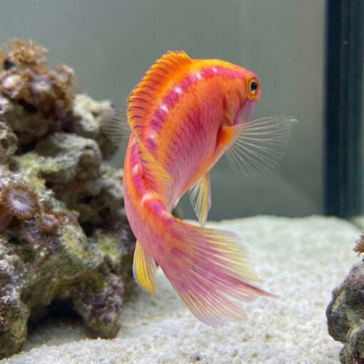Rose Band Fairy Wrasse - Image 5