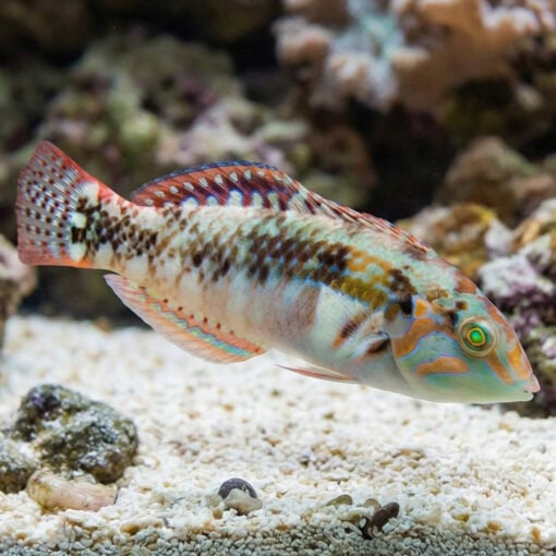 Pink Belly Wrasse
