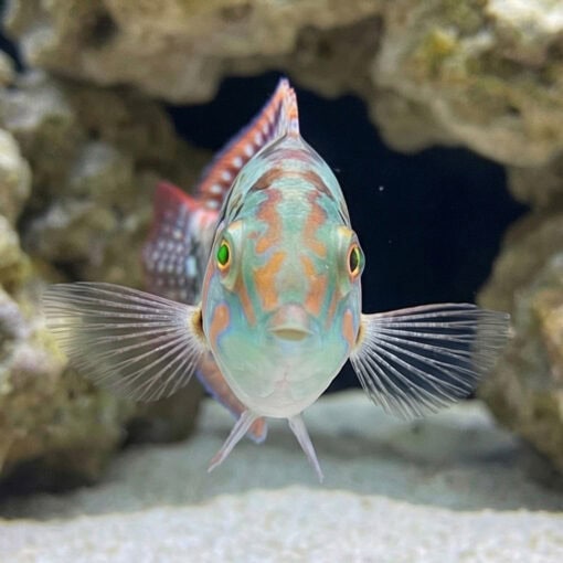 Pink Belly Wrasse - Image 2