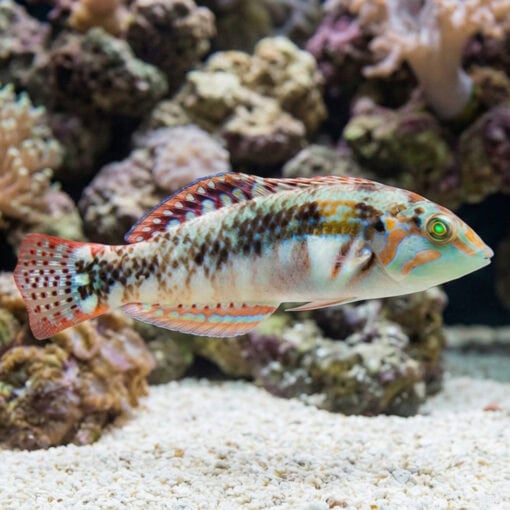 Pink Belly Wrasse - Image 3