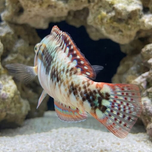 Pink Belly Wrasse - Image 4