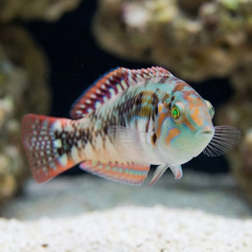 Pink Belly Wrasse - Image 5