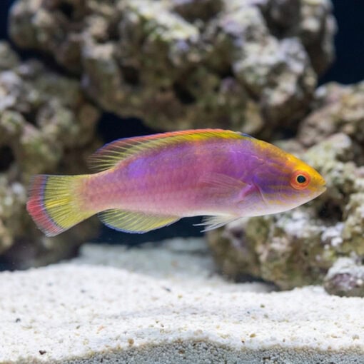 Red Margin Fairy Wrasse - Image 4