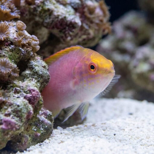Red Margin Fairy Wrasse - Image 5