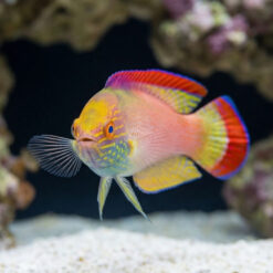 Alternative view of Red Margin Fairy Wrasse