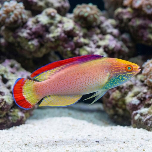 Red Margin Fairy Wrasse - Image 3