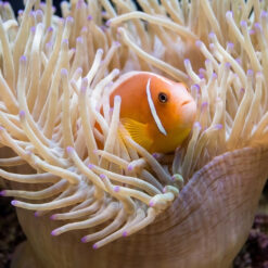 Alternative view of Pink Skunk Clownfish