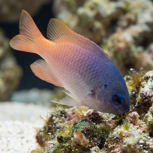Pink Smith Damsel