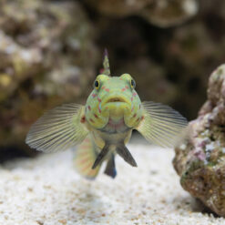 Alternative view of Pink and Blue Shrimpgoby