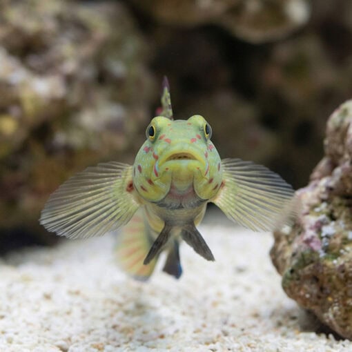 Pink and Blue Shrimpgoby - Image 2