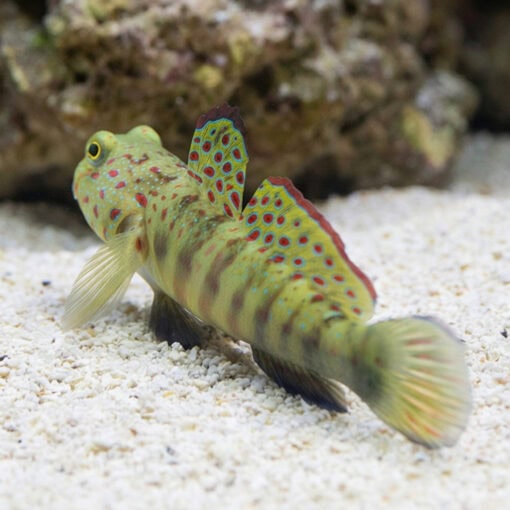 Pink and Blue Shrimpgoby - Image 3