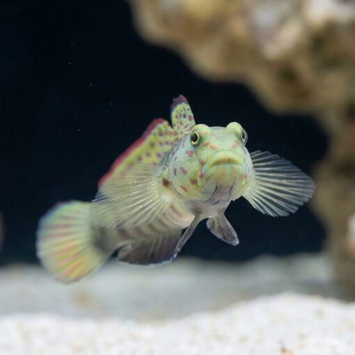 Pink and Blue Shrimpgoby - Image 4