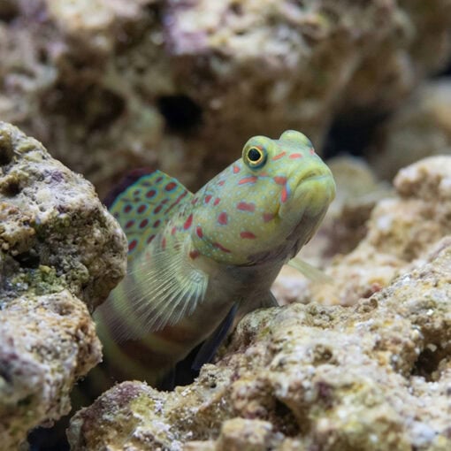 Pink and Blue Shrimpgoby - Image 5