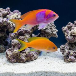 Pink Square Anthias