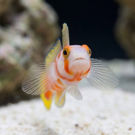 Orange Banded Prawn Goby - Image 2