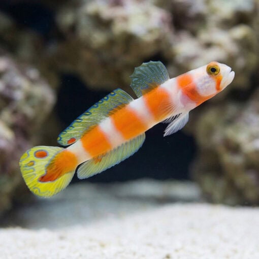 Orange Banded Prawn Goby - Image 3