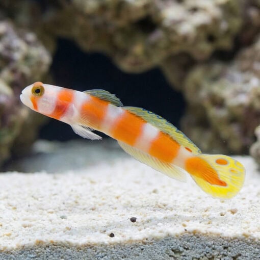 Orange Banded Prawn Goby - Image 4