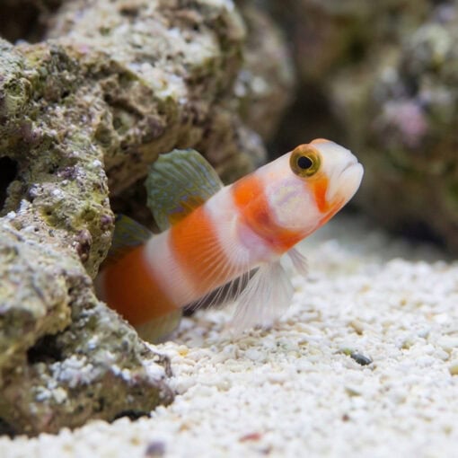 Orange Banded Prawn Goby - Image 5