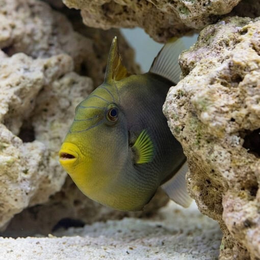Pinktail Trigger - Image 4