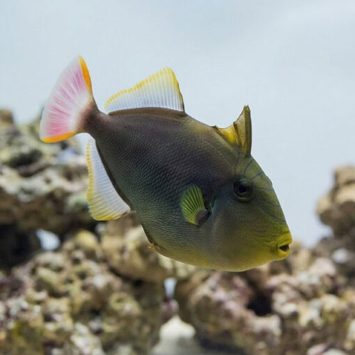 Pinktail Trigger - Image 5