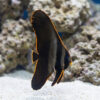 Pinnatus Batfish (Platax pinnatus) juvenile displaying dramatic black body with vivid orange-edged fins near white sand and coral rock