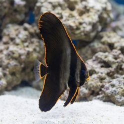 Pinnatus Batfish (Platax pinnatus) juvenile displaying dramatic black body with vivid orange-edged fins near white sand and coral rock