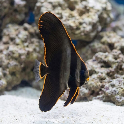 Pinnatus Batfish (Platax pinnatus) juvenile displaying dramatic black body with vivid orange-edged fins near white sand and coral rock