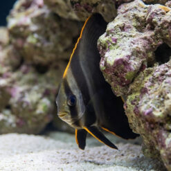 Pinnatus Batfish juvenile with striking black body and vivid orange-edged fins near live rock in reef aquarium