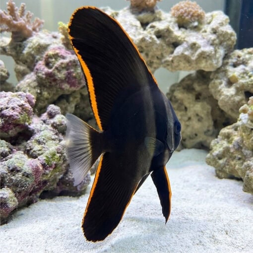 Pinnatus Batfish (Platax pinnatus) juvenile displaying striking black body with vivid orange trim fins in reef aquarium