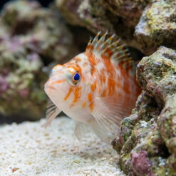 Alternative view of Pixy Hawkfish