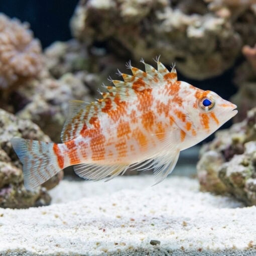 Pixy Hawkfish - Image 3
