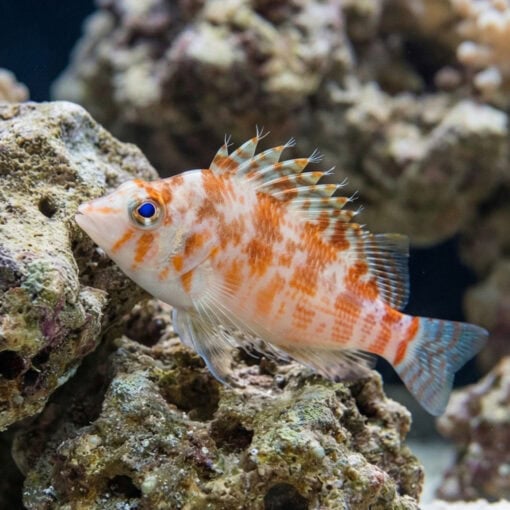 Pixy Hawkfish - Image 4