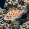 Pixy Hawkfish