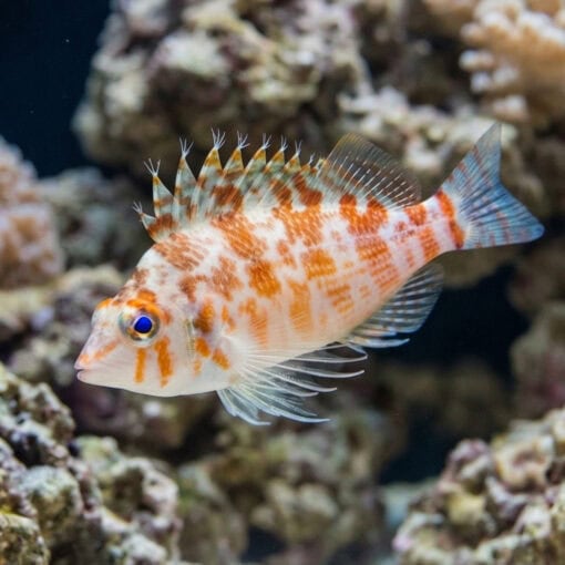 Pixy Hawkfish
