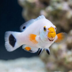 Alternative view of Platinum Ocellaris Clownfish: Captive Bred
